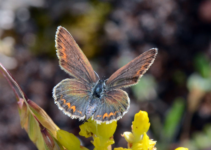 Licenide da identificare